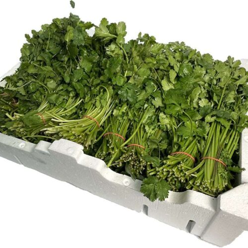 Fresh Coriander - 1 Bunch