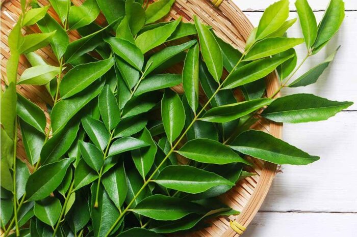Fresh C/Leaves