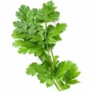 Fresh Coriander - 1 Bunch
