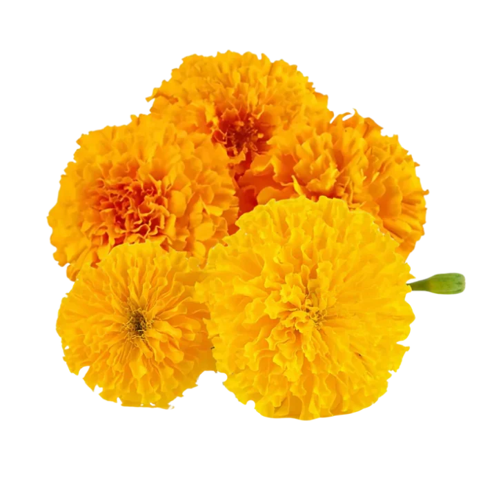 Fresh Marigold Flowers