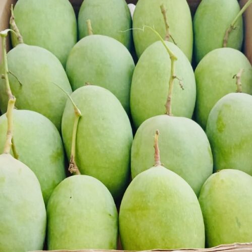 Indian Langra Sweet Mangoes - 1.3 kg