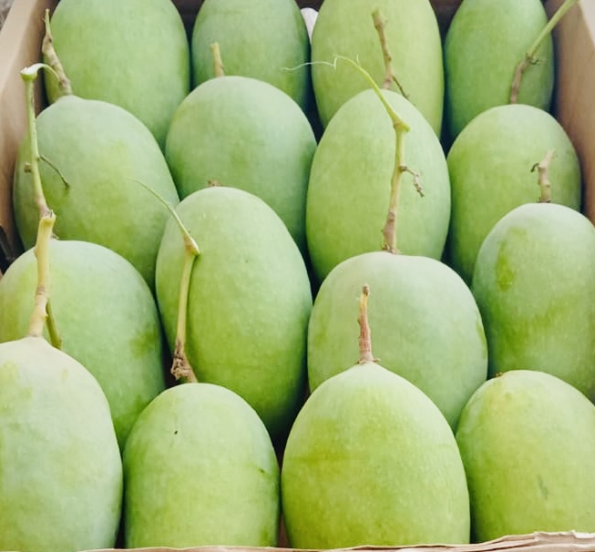 Indian Langra Sweet Mangoes - 1.3 kg